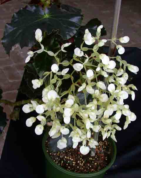B. ‘Anne Louise’